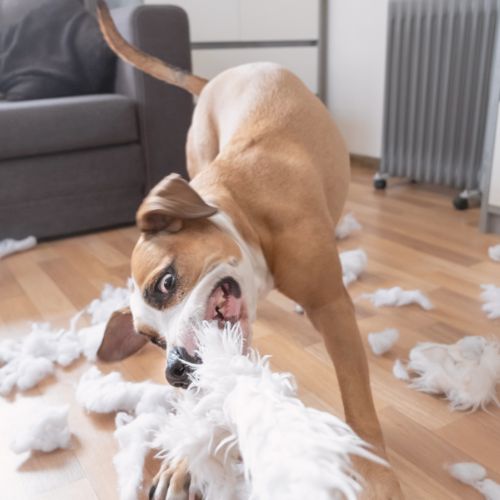 Oorzaken van verlatingsangst bij je hond: waar komt het toch van?